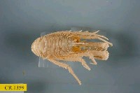 藏品(首頸刺鎧蝦)的圖片